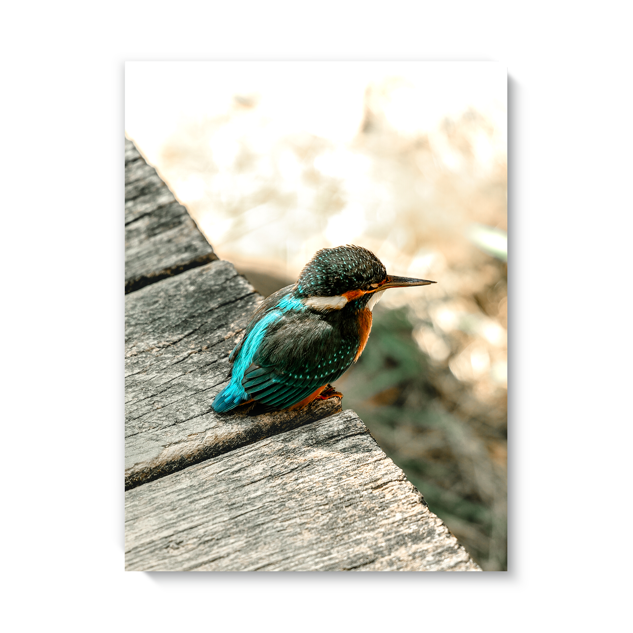 Eisvogel
