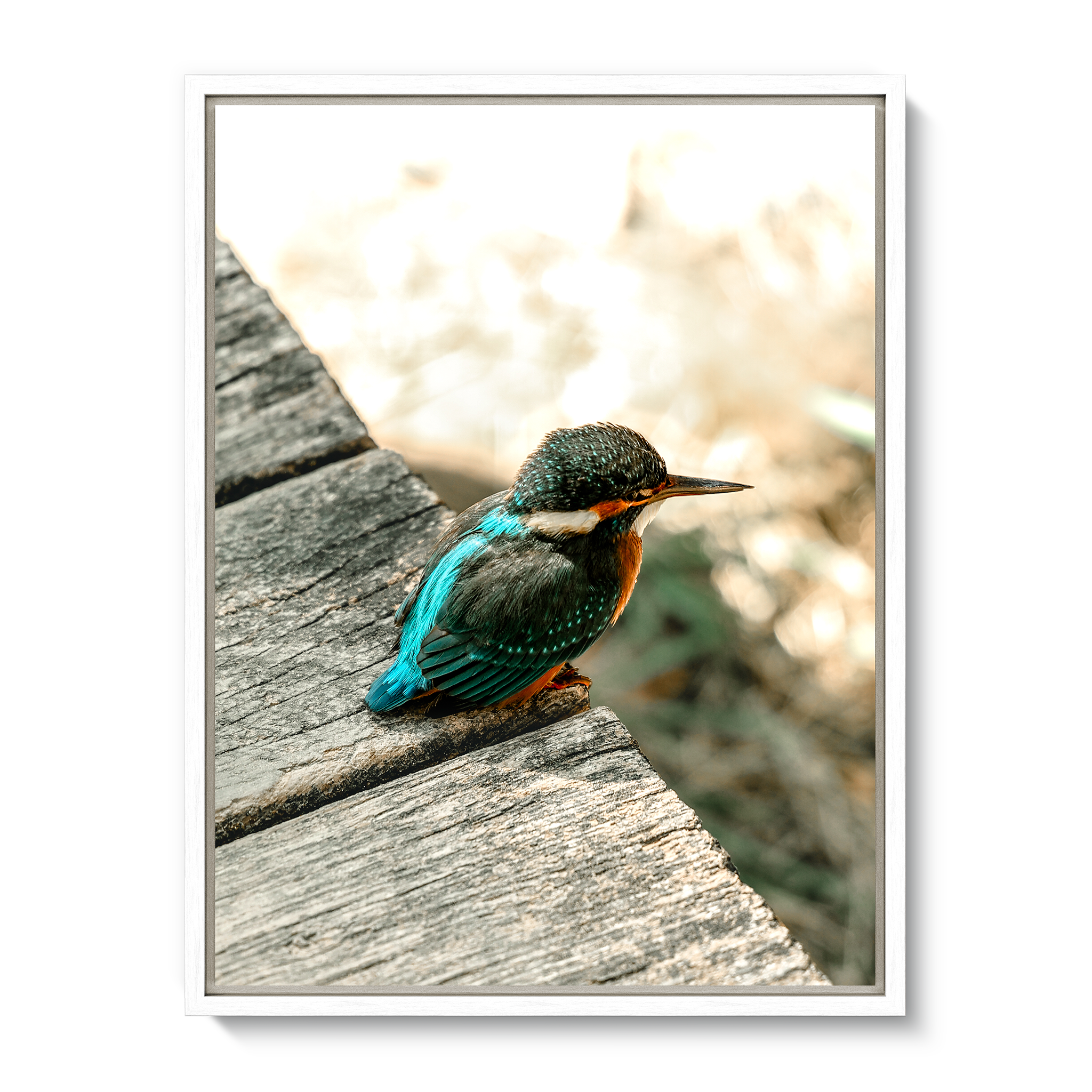 Eisvogel