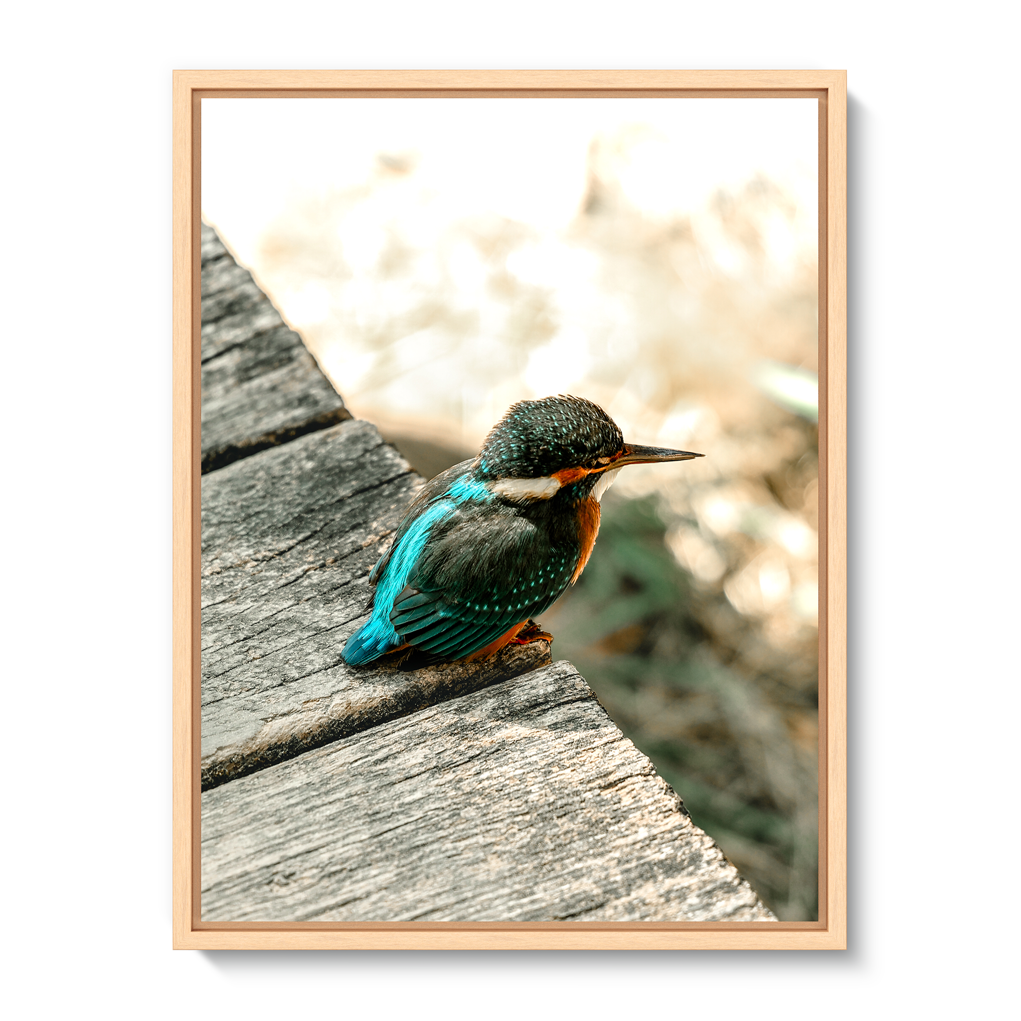 Eisvogel