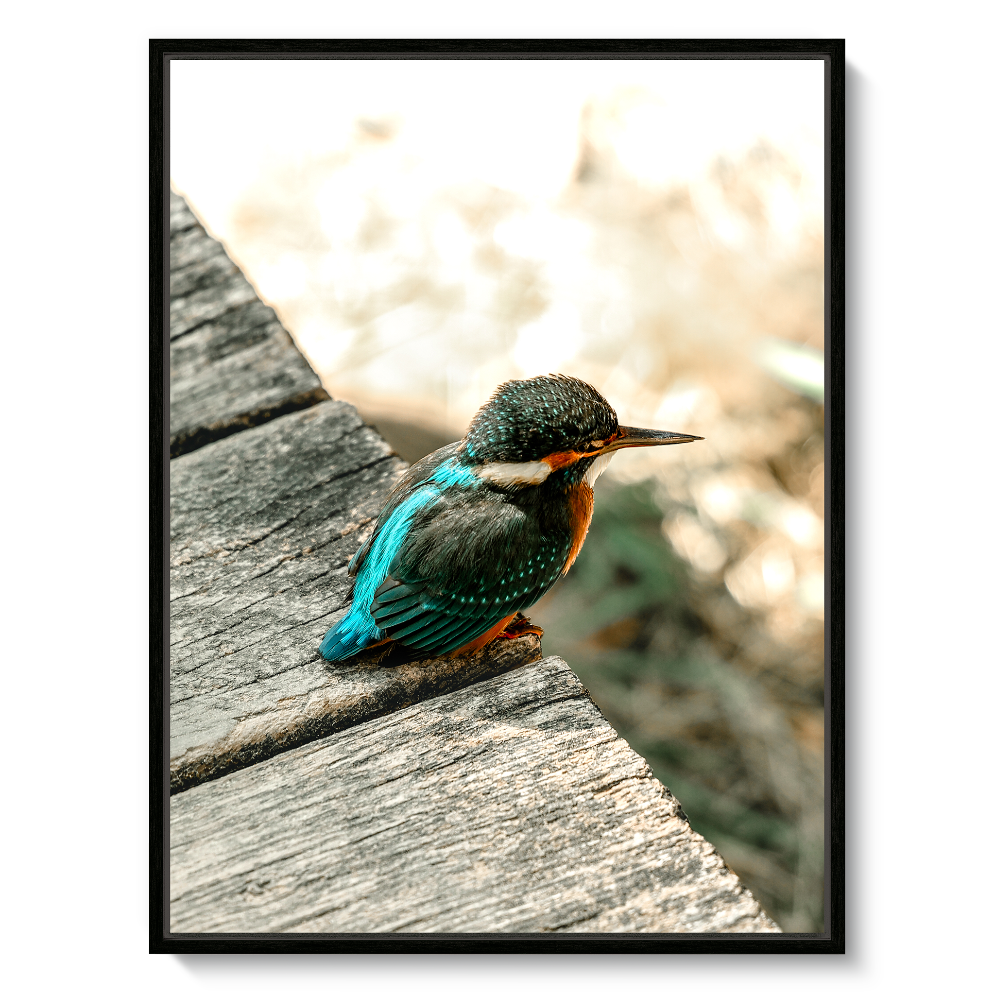 Eisvogel