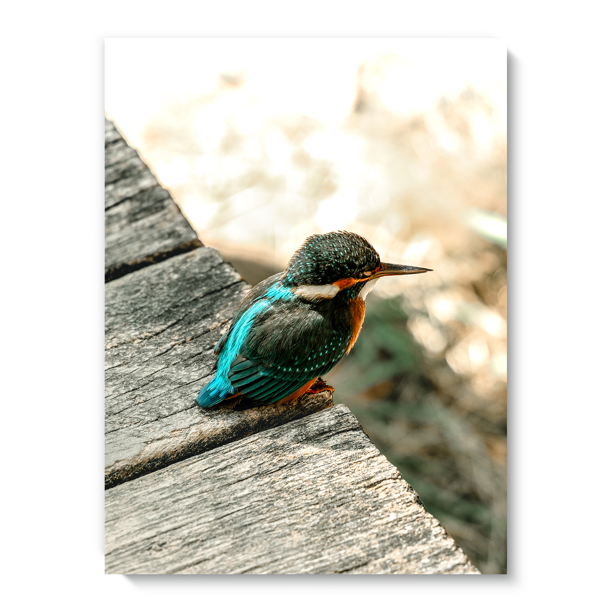 Eisvogel