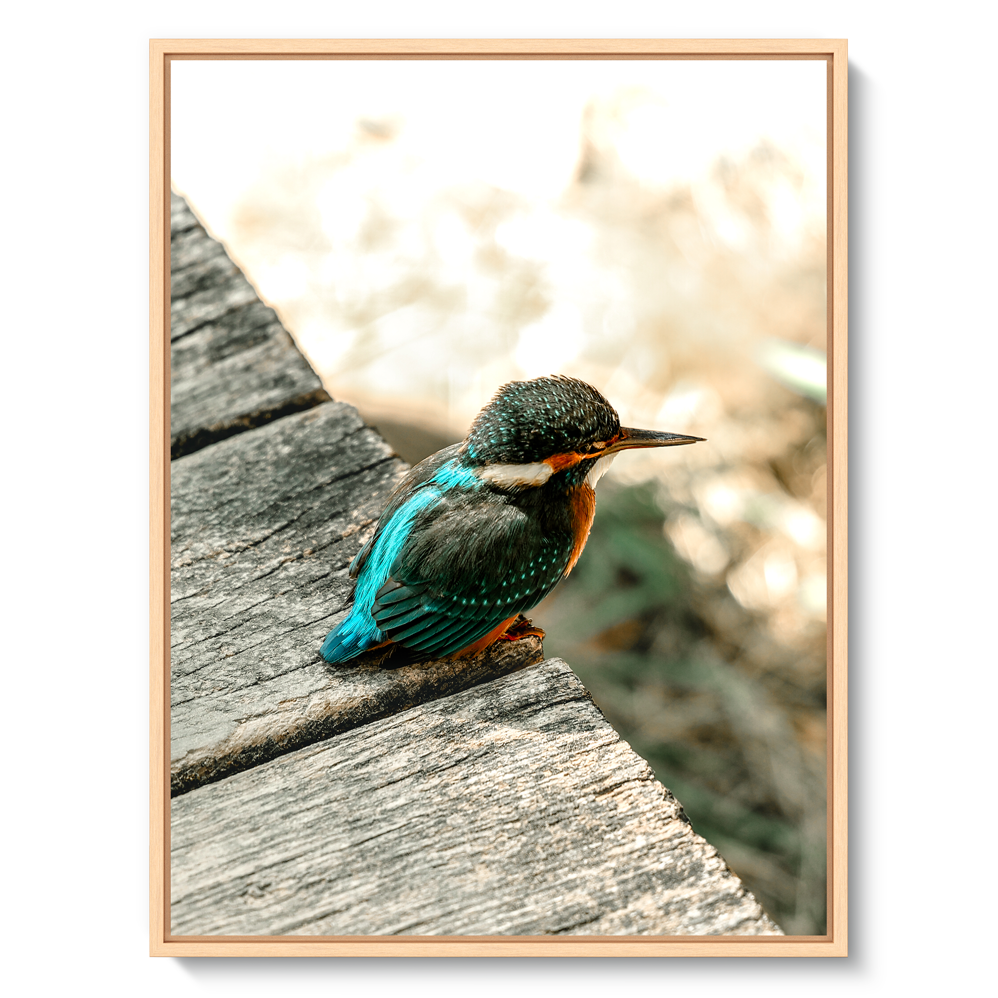Eisvogel
