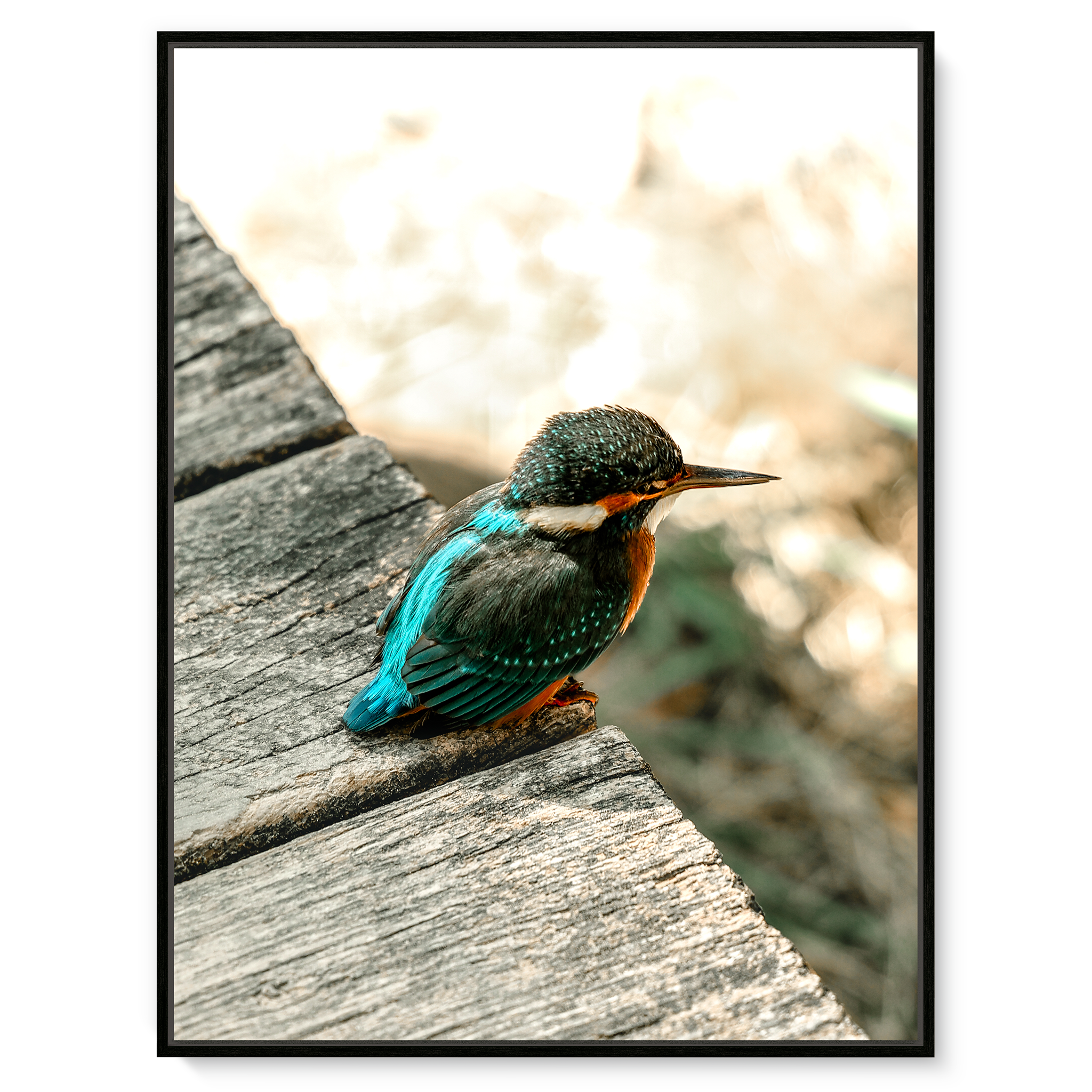 Eisvogel