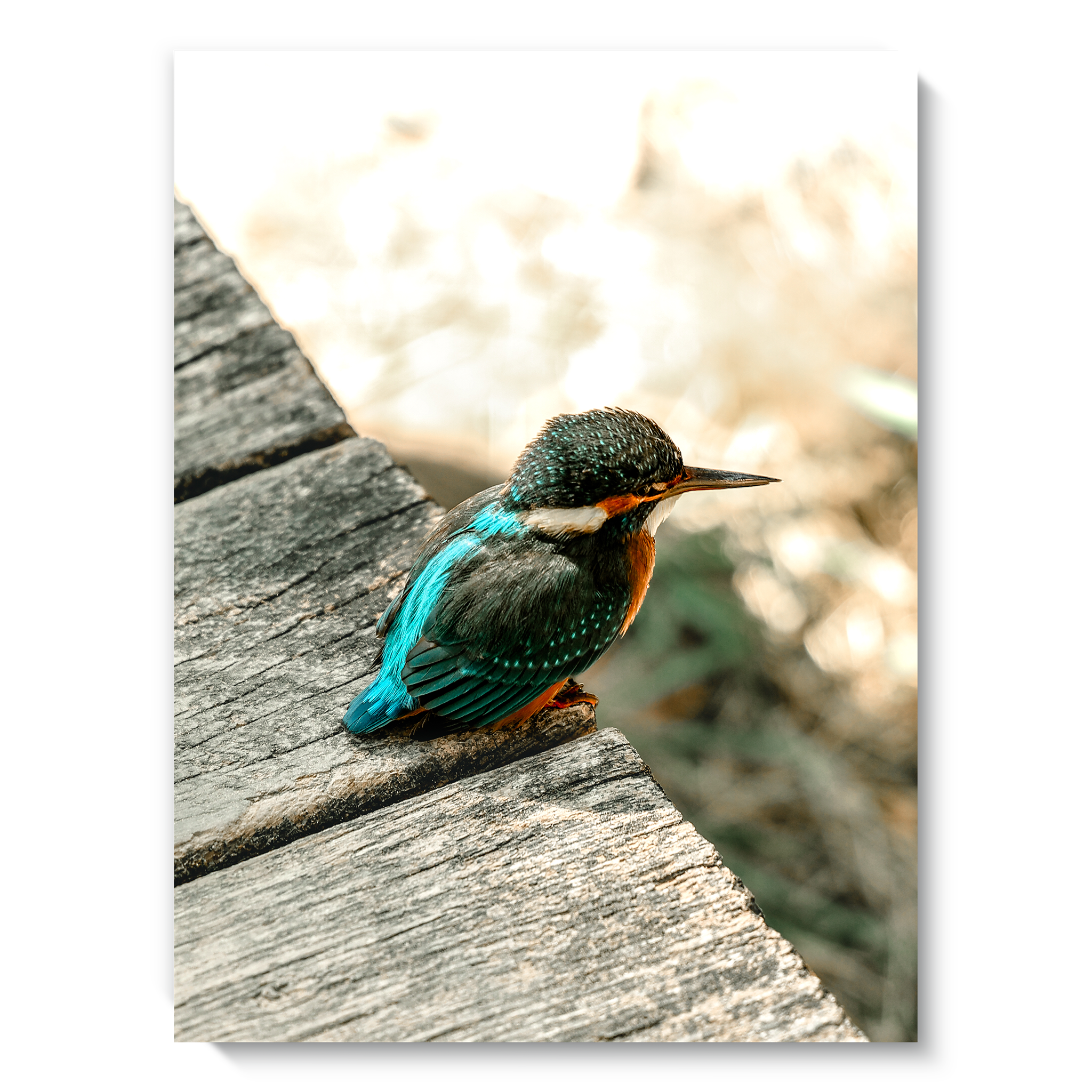 Eisvogel