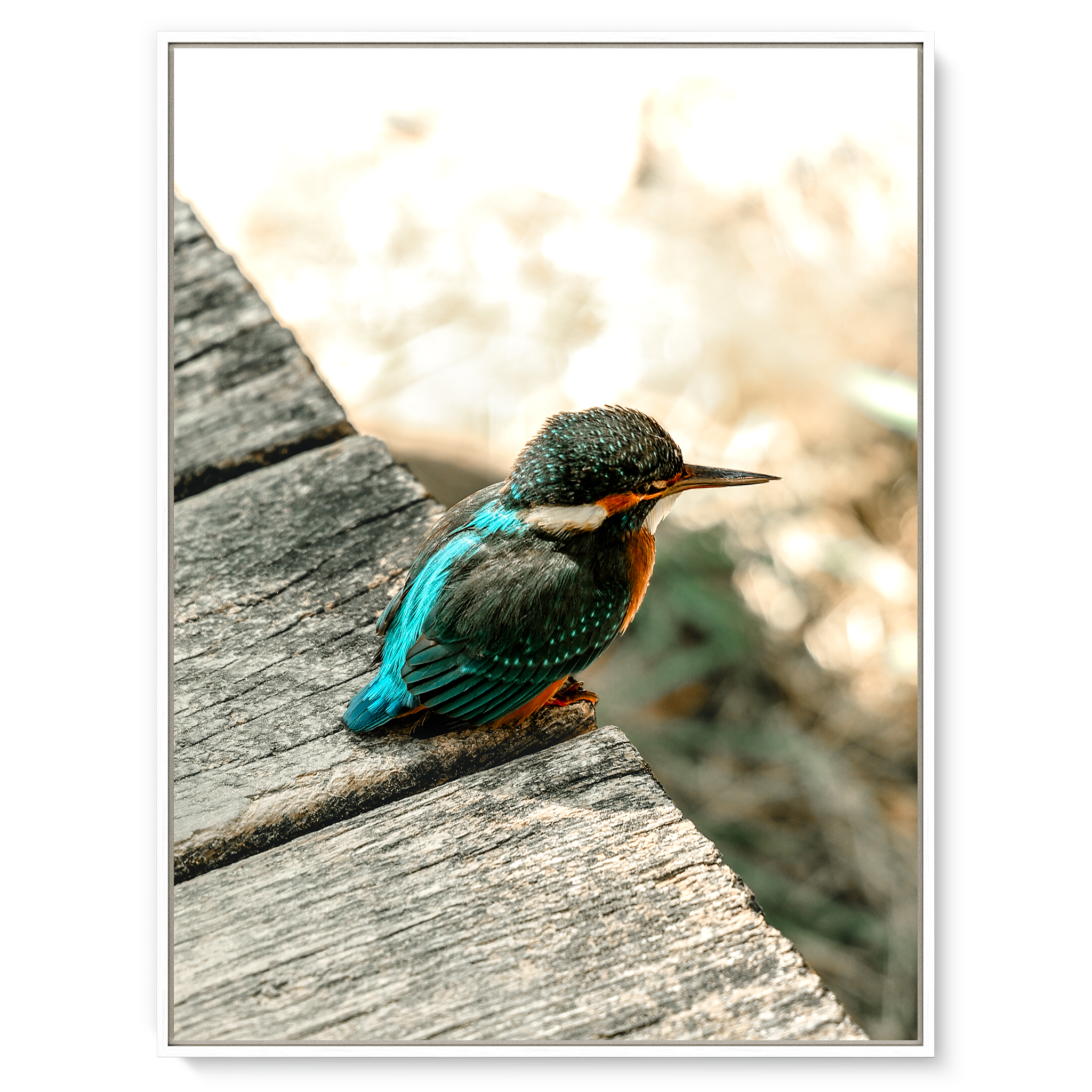 Eisvogel
