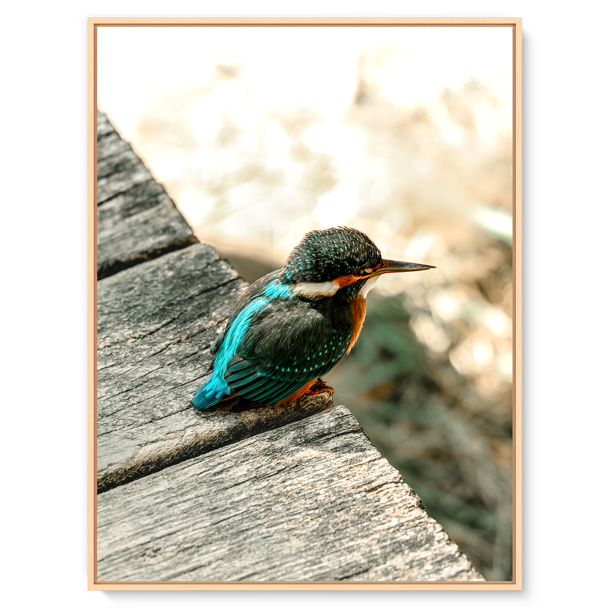 Eisvogel